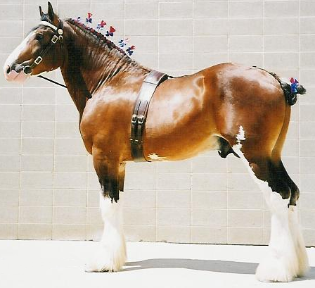 Clydesdale Horses